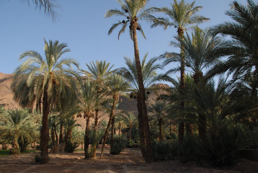 Villa Zagora Ma Villa Au Sahara Exteriör bild